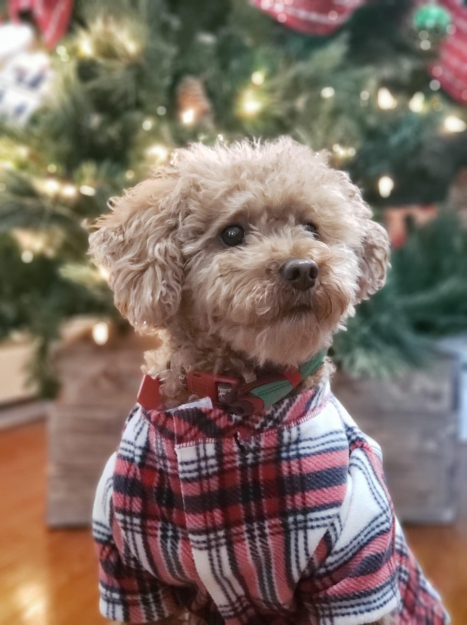Rufus the Mini Poodle